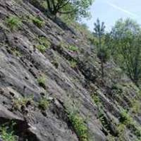 Das Foto (J. Rö.) zeigt die Oberfläche eines versteinerten Meeresbodens in Sibbesse, der vor ca. 200 Mio. Jahren gebildet wurde, und zahlreiche Fossilien enthält.
