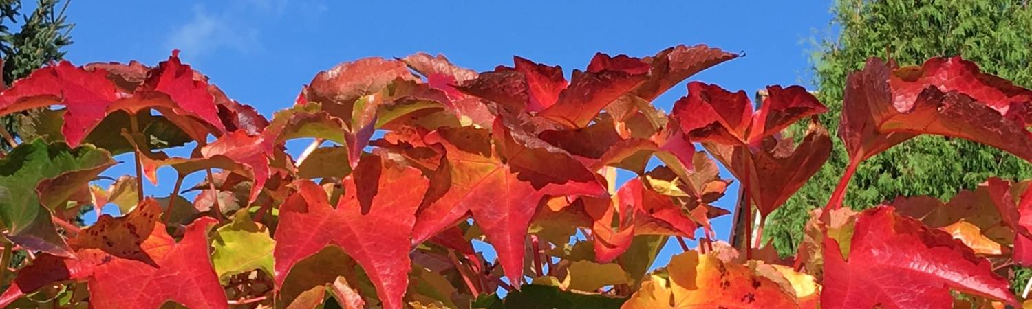 herbstliches weinlaub