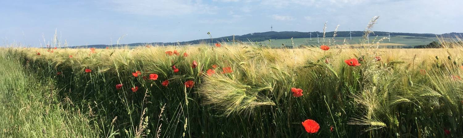 2019 mohn trifft gerste